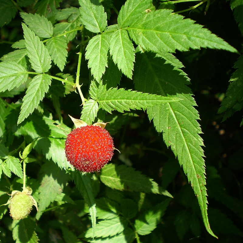 Rubus rosifolius (Roseleaf Bramble) 30 Seeds - Image 2