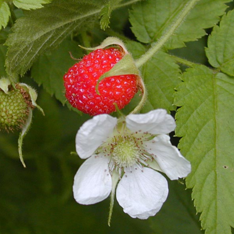 rubus rosifolius