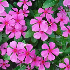 Catharanthus roseus
