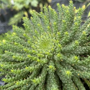 Euphorbia caput-medusae
