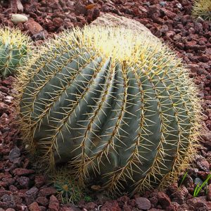 Ferocactus glaucescens
