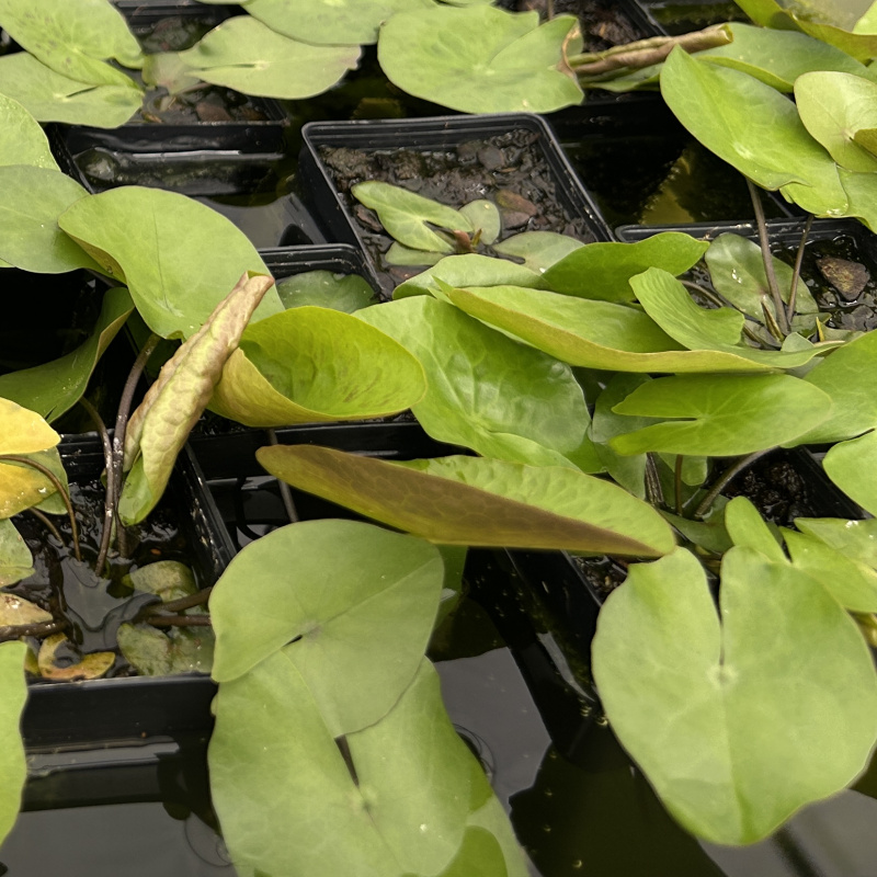 Nymphaea caerulea (Blue Water Lily) Plant - Image 2
