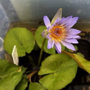 Nymphaea caerulea