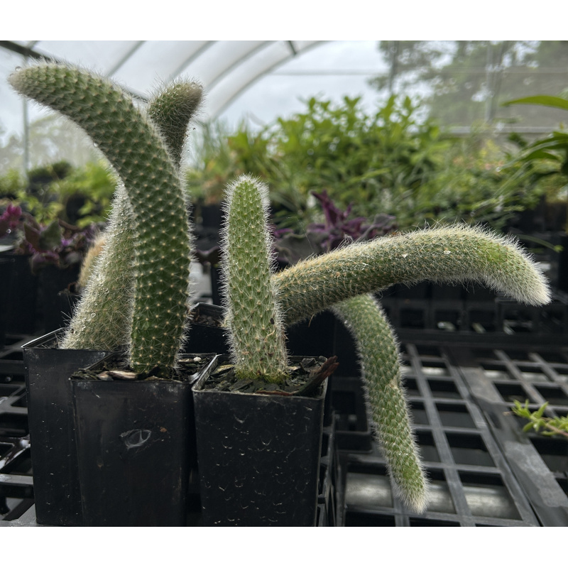 Cleistocactus colademononis (Monkey Tail Cactus) Plant - Image 2