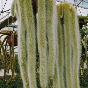 Cleistocactus colademononis