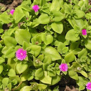 Mesembryanthemum cordifolium