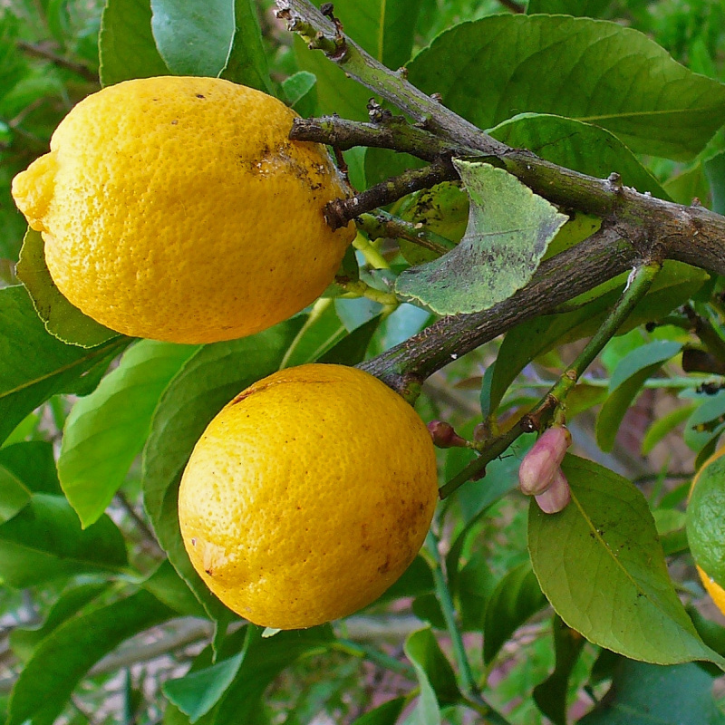 Citrus Medica - Citron: Aromatic and Cultural Richness | Shaman Australis  Botanicals
