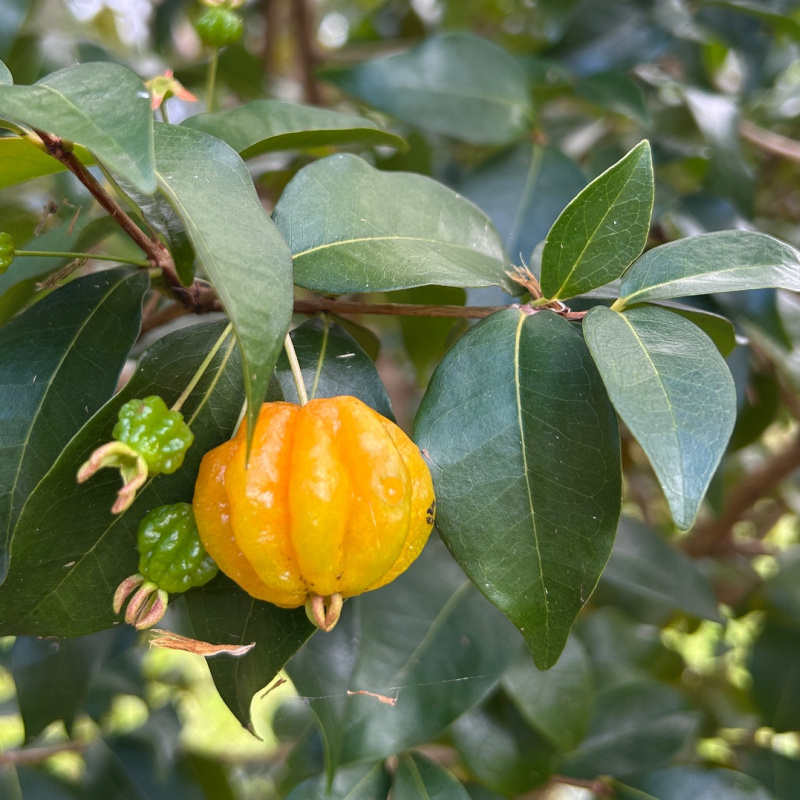 Eugenia uniflora (Brazilian Cherry) Plant - Image 5