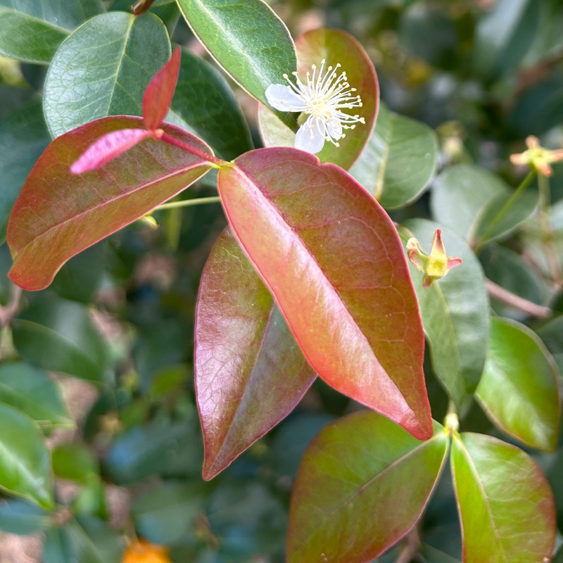 Eugenia uniflora (Brazilian Cherry) Plant - Image 4