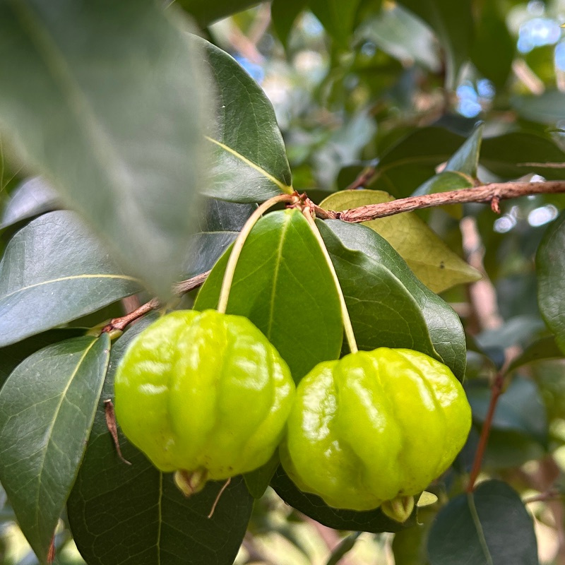 Eugenia uniflora (Brazilian Cherry) Plant - Image 3