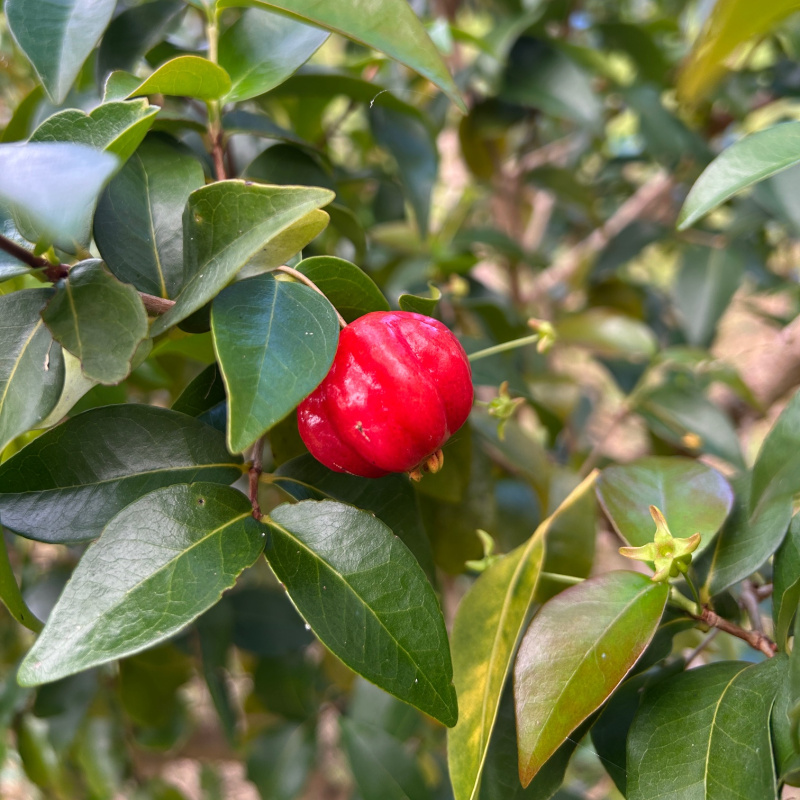 Eugenia uniflora with ripe fruit
