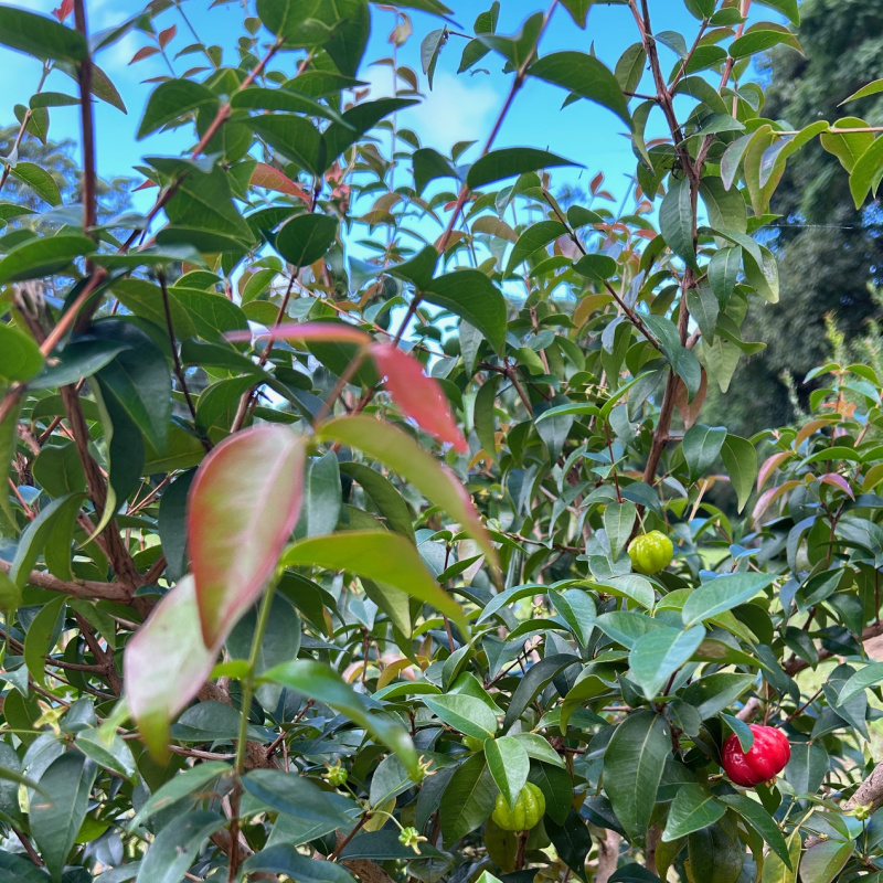 Eugenia uniflora (Brazilian Cherry) Plant - Image 2