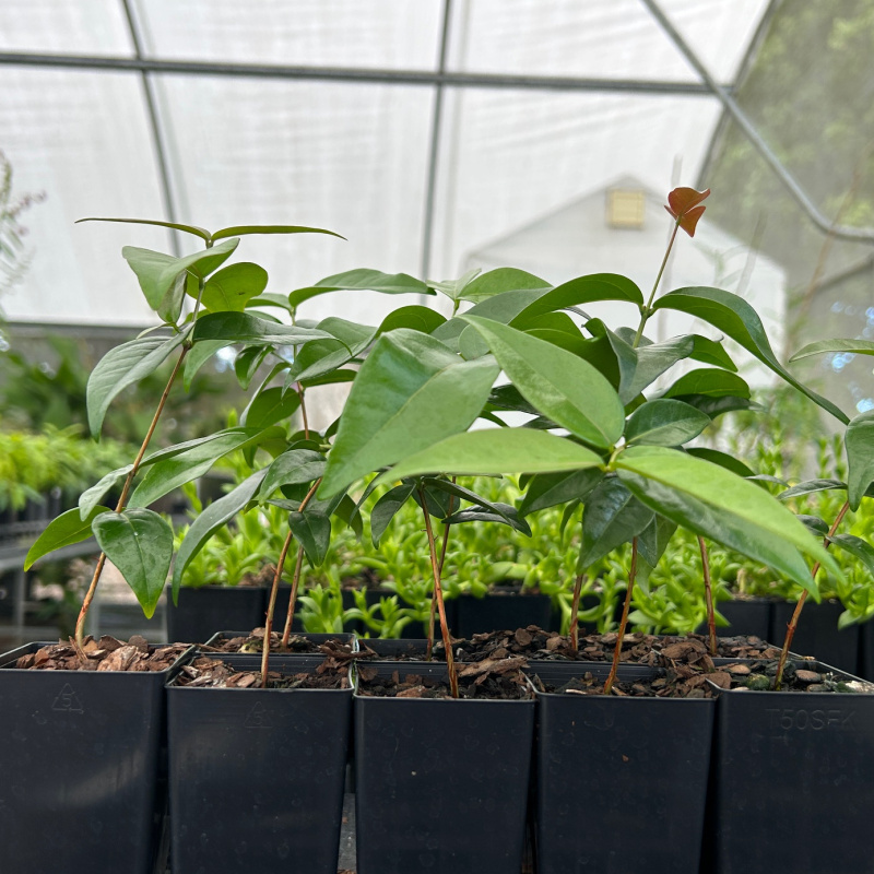 Eugenia uniflora (Brazilian Cherry) Plant - Image 6
