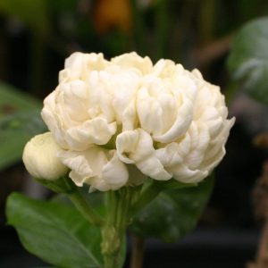 Jasminum sambac Flore Plena flower close up