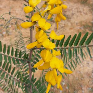 Sesbania javanica