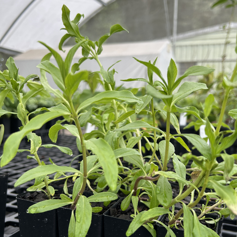 shishito plant Shishito Pepper  Truelove Seeds