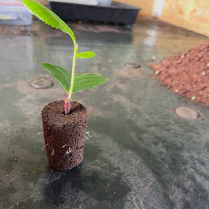 Jiffy 20mm Preforma Plugs with Dibble Hole