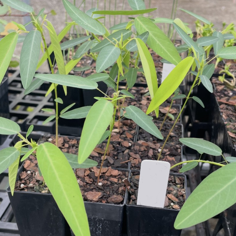Desmodium Gyrans Plant: Unique Rapid Movement Feature | Shaman Australis  Botanicals