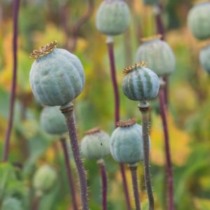 Field of poppies. (Papaver somniferum). Poppies, agricultural crop.