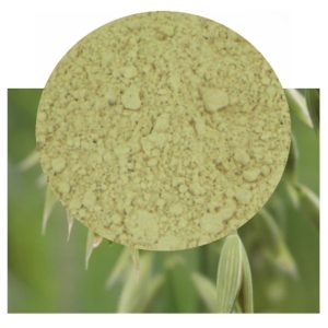Avena sativa with powder inset