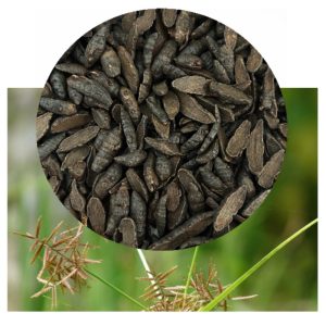 Cyperus rotundus with rhizome inset
