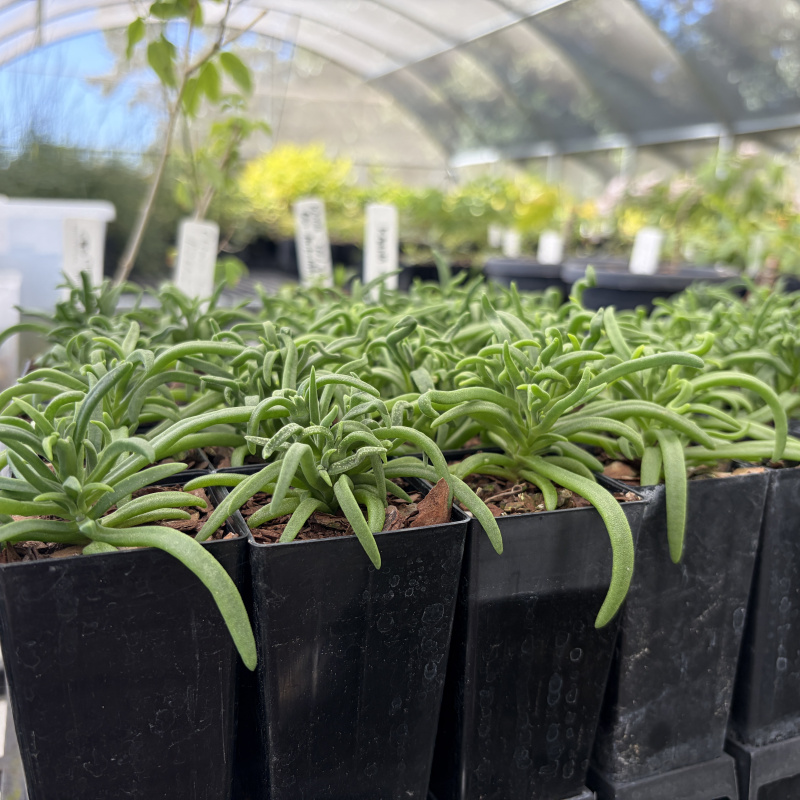 Delosperma bosseranum (Ice Plant) Plant - Image 2
