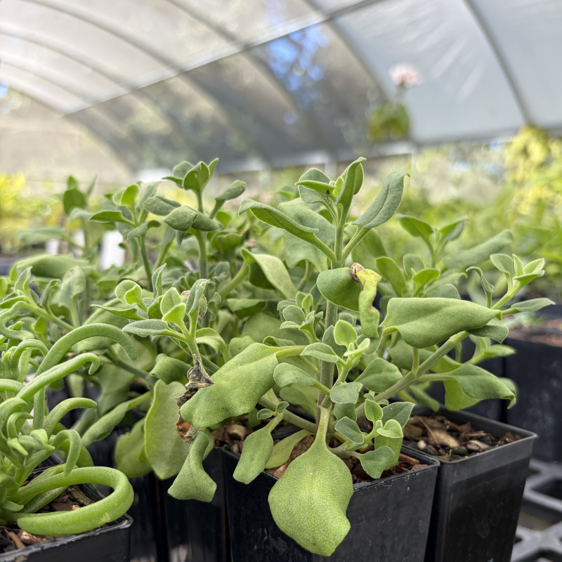 Mesembryanthemum cordifolium (Baby Sun Rose) Plant - Image 2
