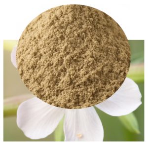 Silene undulata with powder inset
