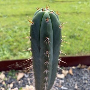 Trichocereus pach KK2150
