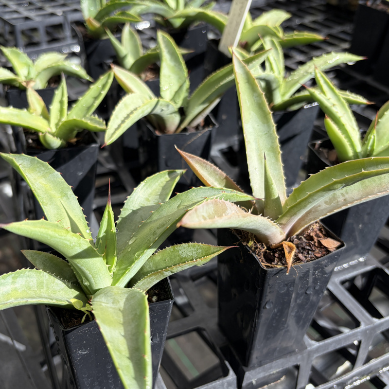 Agave macroacantha (Black-Spined Agave) Plant - Image 3