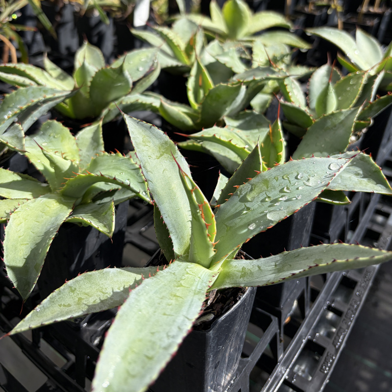Agave maximiliana (Maguey Lechuguilla) Plant - Image 2