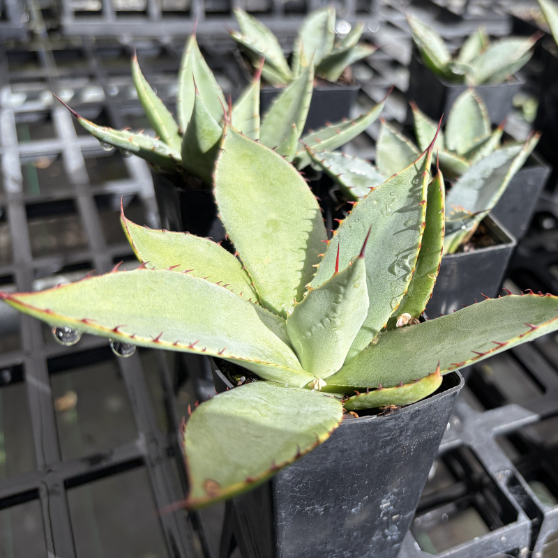 Agave parryi var. huachucensis 'Wakefield' (Giant Huachuca Agave) Plant - Image 2